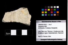 Foto (Objekt + Etikett) von Decapoda indet.  (NHMW-GEO-1990-0041-0431)